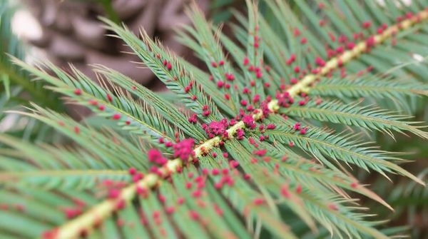 Méthodes efficaces avec nématodes pour éradiquer le charançon rouge des palmiers